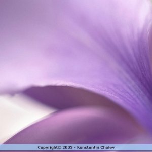 Nature Pic  993