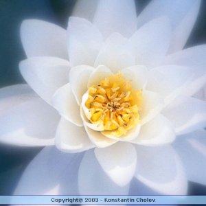 Nature Pic  997