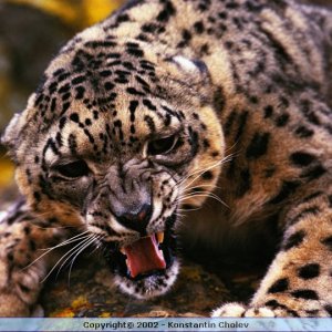Nature Pic  985