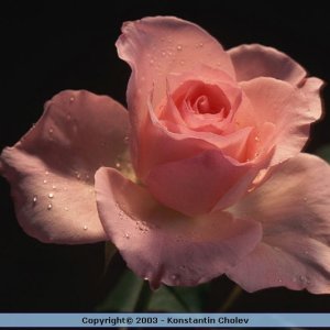 Nature Pic  996