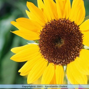 Nature Pic  995