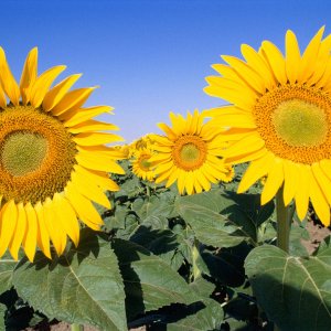 Nature Pic  1005