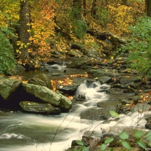 Nature Pic  1