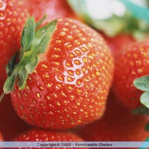 Nature Pic  1003