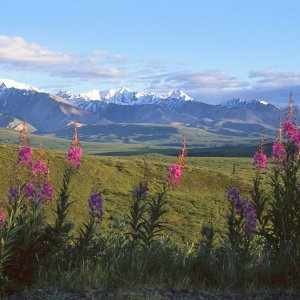 Nature Pic  1014