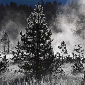 Nature Force Pic  55